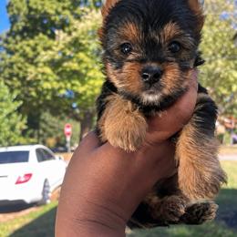 Dory 2500 - Black and tan female Yorkshire Terrier puppy in Gastonia, North Carolina from Banks Dynasty Kennel