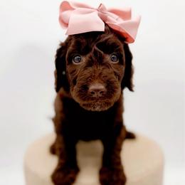 Aspen - Chocolate female Goldendoodle puppy in North Carolina from Tuxedo Mountain Doodles