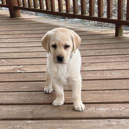 Angel - Yellow female Labrador Retriever puppy in Tekonsha, Michigan from Asher Acres Labs