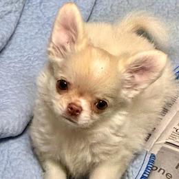 Creme Brulee - Cream and white female Chihuahua puppy in Summerfield, Florida from Impeccable's Boutique & Ethical Breeder for the educated & discriminating ONLY