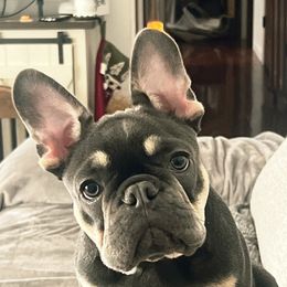 Louie - French Bulldog