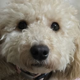 Delly - Goldendoodle