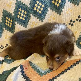 Simple Man - Red tri-color male Australian Shepherd puppy in Alamogordo, New Mexico from Two Nichols Aussies