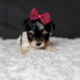 Avery - Black tan and white female Biewer Terrier puppy in Liberty, Texas from Tiny Yorkshire pups