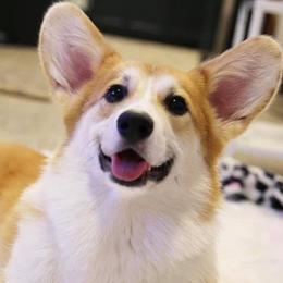 Bulldogs, French Bulldogs, and Pembroke Welsh Corgis from DiNels Pembroke welsh corgis