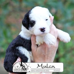 Mulan - Black and white female Sheepadoodle puppy in Cleveland, Tennessee from Narrow Path Old English & Sheepadoodles