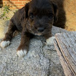 Aussiedoodle and Cockapoo Puppies from Sassy Bob’s Designer Dogs