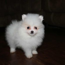Little Larry - White male Pomeranian puppy in Danielsville, Georgia from PassionatePomPoms
