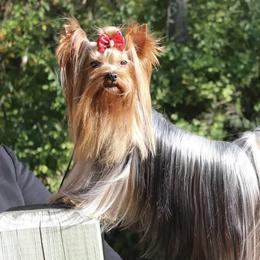 Ivy - Yorkshire Terrier