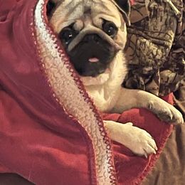 Bulldog and Pug All Grown Up from Phantazee Pugs and Bulldogs