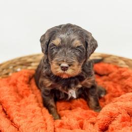 Wilson - male Australian Mountain Doodle puppy in Sharpsburg, Georgia from Steindoodles