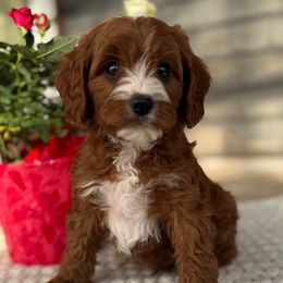 Cavalier King Charles Spaniels, Cavapoos, and Goldendoodles from FriendlyPals