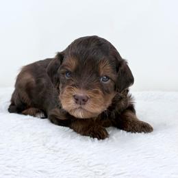 Roy - male Golden Mountain Doodle puppy in Fleming, Colorado from Vandenbark Doodles