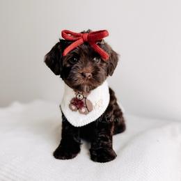 Amour - Love litter - Chocolate female Australian Labradoodle puppy in Syracuse, Indiana from The Doodle Cove