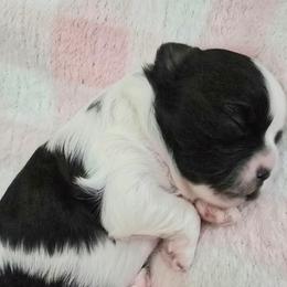 Myrtle - Black and white female Shihpoo puppy in Rural Retreat, Virginia from Kopydlowski's Shihpoo and Shichon pups