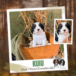 Kuiu - Black and white male English Springer Spaniel puppy in Albany, Minnesota from Farm Fresh Labradors & English Springers