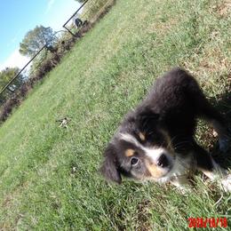 Patsy - Black tri female Miniature Australian Shepherd puppy in Elkhart, Texas from Donaldson Dogz