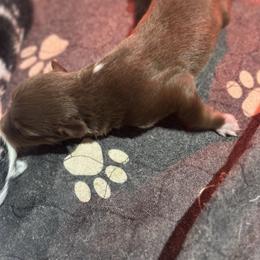 Buddy - Red tri-color male Australian Shepherd puppy in Asheboro, North Carolina from Stellar Aussies