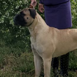 Seven - Bullmastiff