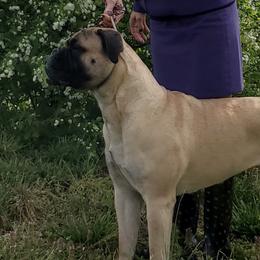 Seven - Bullmastiff