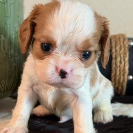 Riley - Blenheim male Cavalier King Charles Spaniel puppy in Kidder, South Dakota from Continental Cavaliers