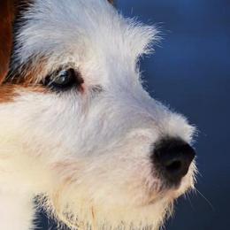 Border Terriers and Jack Russell Terriers from Dig Em Out Terriers / Twin Willow Borders
