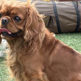 Sadie - Cavalier King Charles Spaniel
