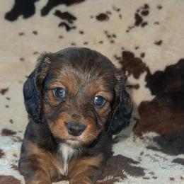 Maddi - Red female Dachshund puppy in Madisonville, Tennessee from L&A Dachshunds