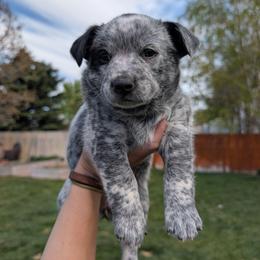 Elsa (Pink Collar) - Blue female Australian Cattle Dog puppy in Ammon, Idaho from Piney River Cattle Dogs
