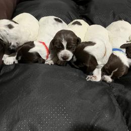 Wirehaired Pointing Griffon Puppies from Happy Hollow Griffons