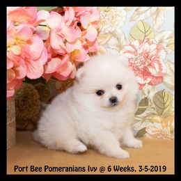 Pomeranian Puppies from Port Bee Pomeranian’s