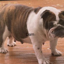 Stella - Bulldog