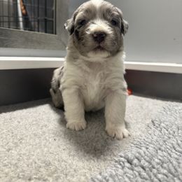 Australian Shepherd Puppies from Luna Lane Aussies
