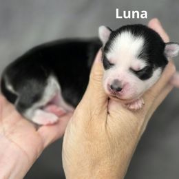 Luna - Black and white female Pomsky puppy in Fredericksburg, Virginia from Purely Pomskies