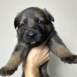 German Shepherd Puppies from Carbon Bold K9 Services