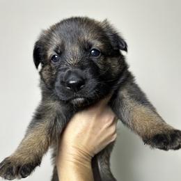 German Shepherd Puppies from Carbon Bold K9 Services