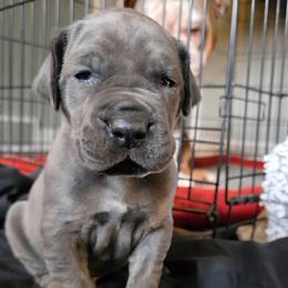 BRUCE Blue brindle point - Blue male Great Dane puppy in Port Clinton, Ohio from LakeSide Danes
