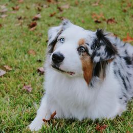 Australian Shepherds from Texas B2 Australian Shepherds