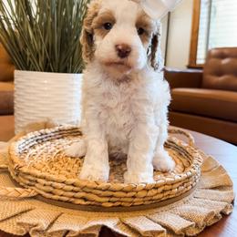 Crema (White Girl) - Blenheim female Cavapoo puppy in Pleasant Grove, Utah from Destination Doodles