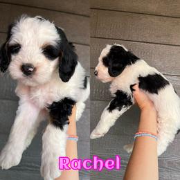 Bernedoodle Puppies from Over the Moon Poodles and Doodles