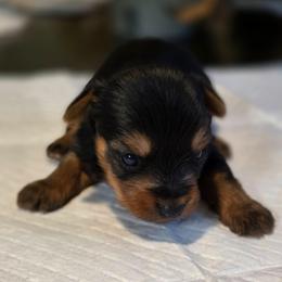 Lola's boy 1 - Black and tan male Yorkshire Terrier puppy in Aiken, South Carolina from Sio's Yorkies