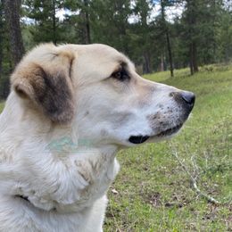 Xena - Anatolian Shepherd Dog