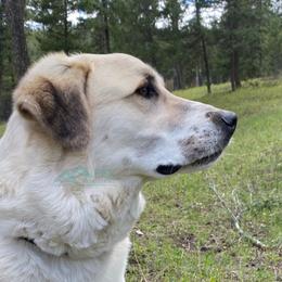 Xena - Anatolian Shepherd Dog