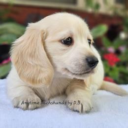 Jax - Red male Dachshund puppy in Ben Wheeler, Texas from Anytime Dachshunds by D.B.