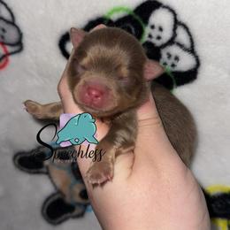 Frost - Chocolate and tan male Pomeranian puppy in Perry County, Ohio from Speechless Pom’s