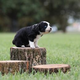 Nova - Black tri female Miniature Australian Shepherd puppy in White Oak, Texas from Triple Lake Ranch Miniature Australian Shepherds