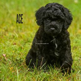 Ace - Black male Labradoodle puppy in Saint Cloud, Minnesota from Grace Kennel
