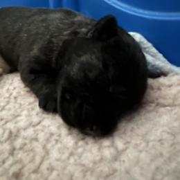 Boy 3 - Silver brindle Scottish Terrier puppy in Mokelumne Hill, California from Pittypaws Special Blend Scottie's
