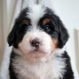 Pierre - Tri-color male Bernedoodle puppy in Folsom, Louisiana from DoodlesFarmCo