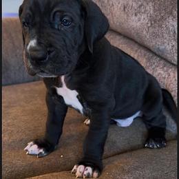Chandler Bing - Black and white male Great Dane puppy in Howe, Texas from Bright Danes of Texas